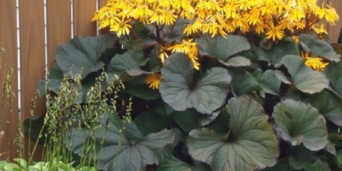 Buzulnik konfeti: fotografija i opis